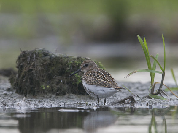 Suosirri, Dunlin, Calidris alpina