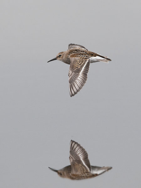 Suosirri, Dunlin, Calidris alpina