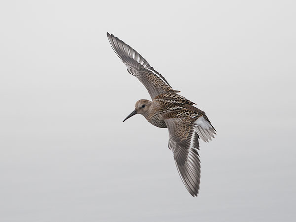 Suosirri, Dunlin, Calidris alpina