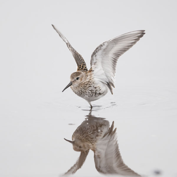 Suosirri, Dunlin, Calidris alpina