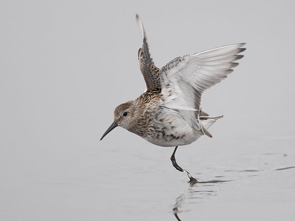 Suosirri, Dunlin, Calidris alpina