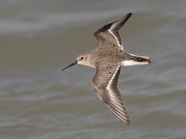 Suosirri, Dunlin, Calidris alpina