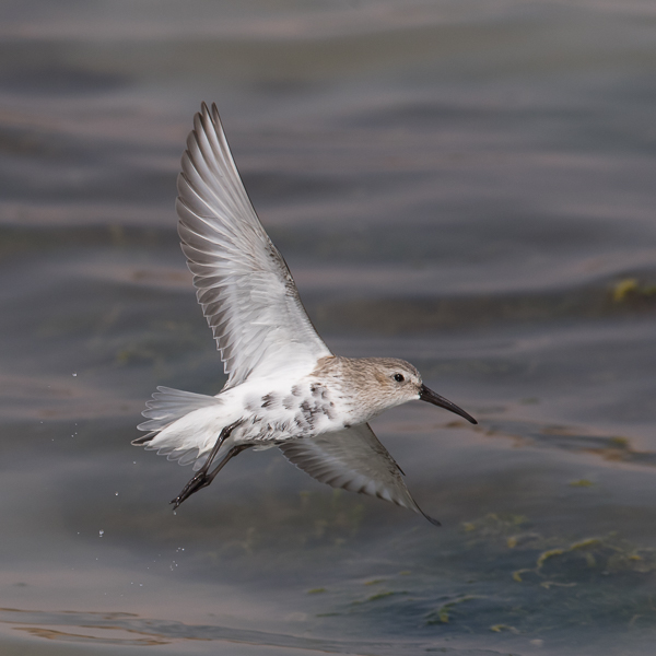 Suosirri, Dunlin, Calidris alpina