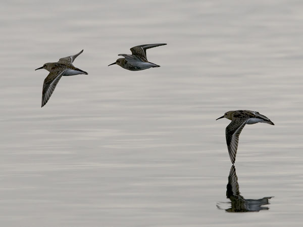 Suosirri, Dunlin, Calidris alpina