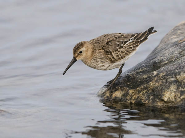 Suosirri, Dunlin, Calidris alpina
