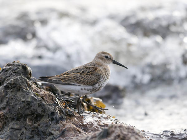 Suosirri, Dunlin, Calidris alpina