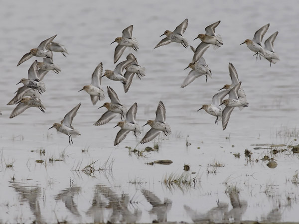 Suosirri, Dunlin, Calidris alpina
