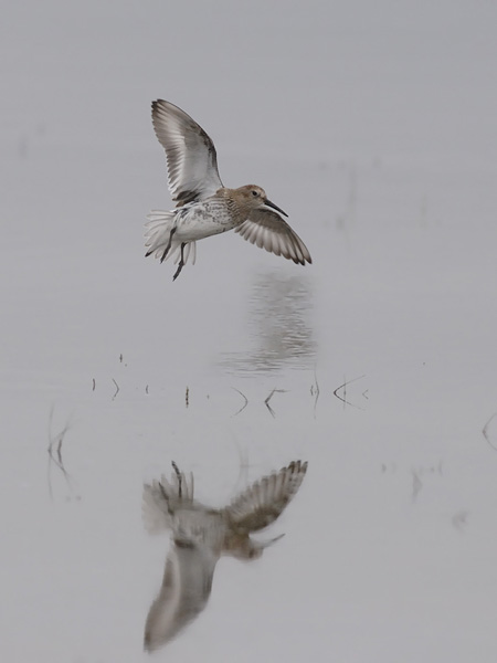 Suosirri, Dunlin, Calidris alpina