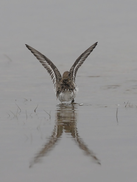 Suosirri, Dunlin, Calidris alpina