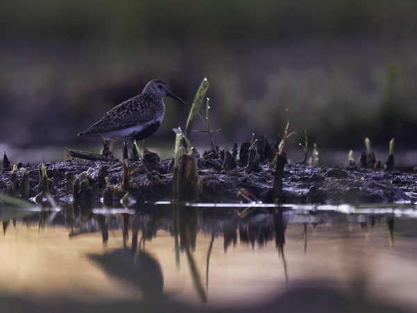 Suosirri, Dunlin, Calidris alpina