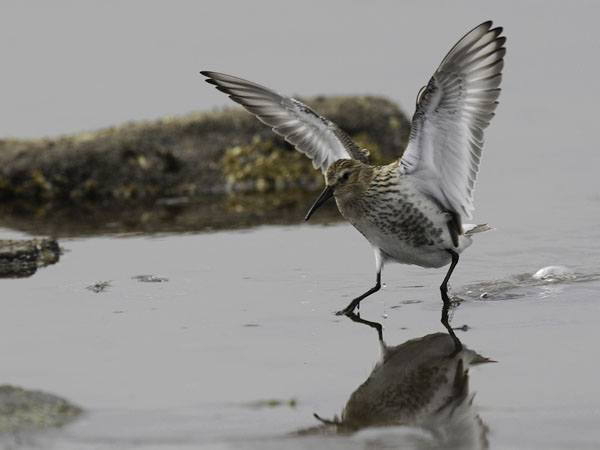 Suosirri, Dunlin, Calidris alpina