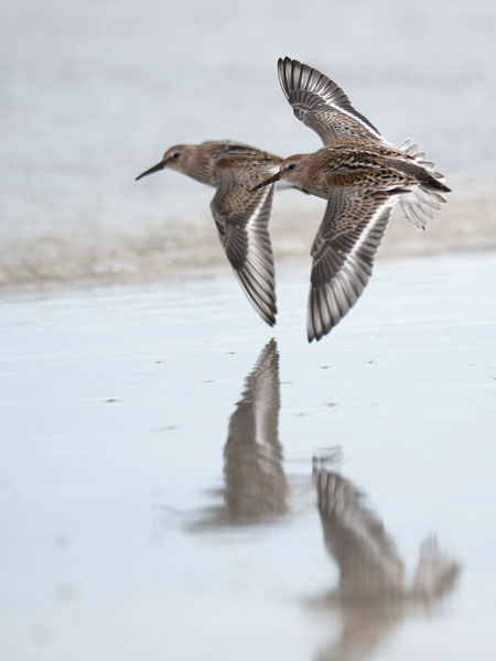 Suosirri, Dunlin, Calidris alpina