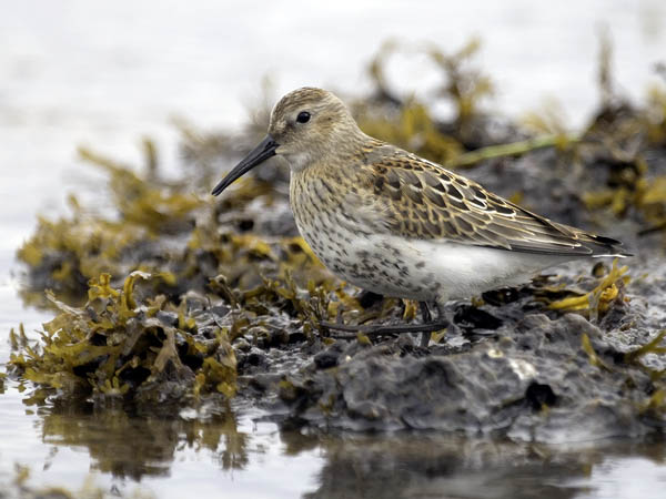 Suosirri, Dunlin, Calidris alpina