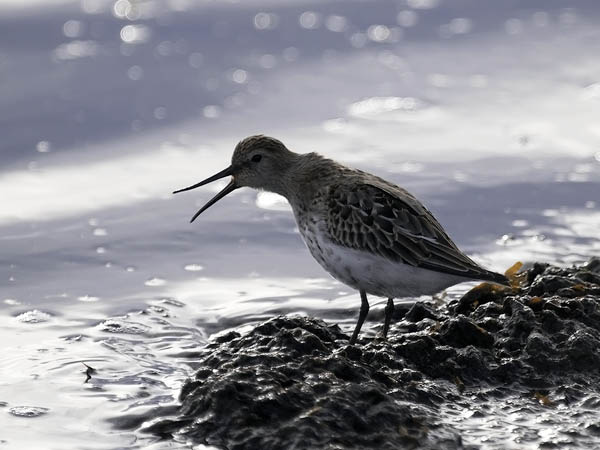 Suosirri, Dunlin, Calidris alpina