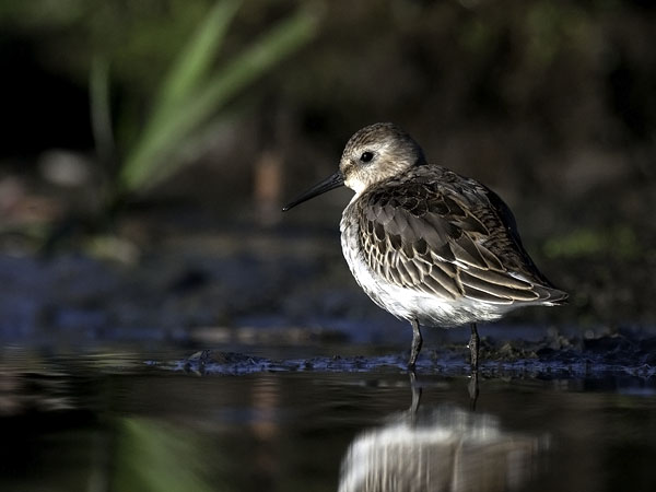 Suosirri, Dunlin, Calidris alpina