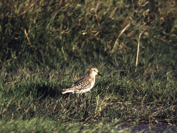 Eskimosirri, Baird's Sandpiper, Calidris bairdii