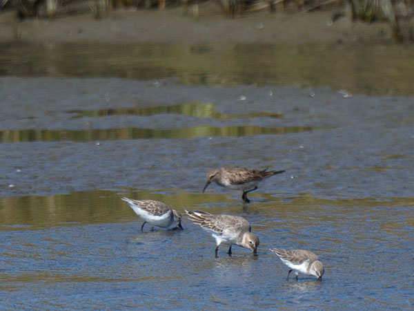 Eskimosirri, Baird's Sandpiper, Calidris bairdii