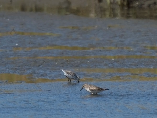Eskimosirri, Baird's Sandpiper, Calidris bairdii