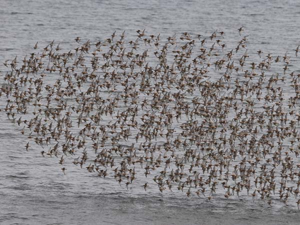 Isosirri, Red Knot, Calidris canutus