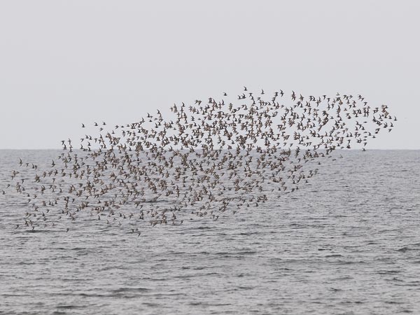 Isosirri, Red Knot, Calidris canutus