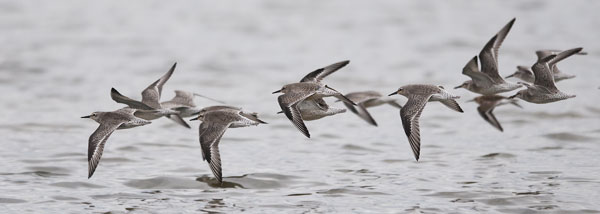 Isosirri, Red Knot, Calidris canutus