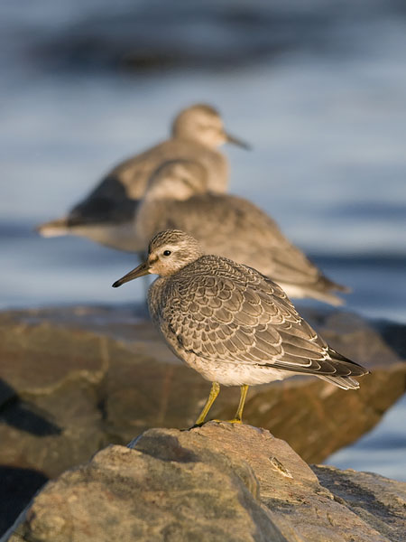 Isosirri, Red Knot, Calidris canutus