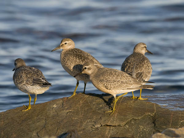 Isosirri, Red Knot, Calidris canutus