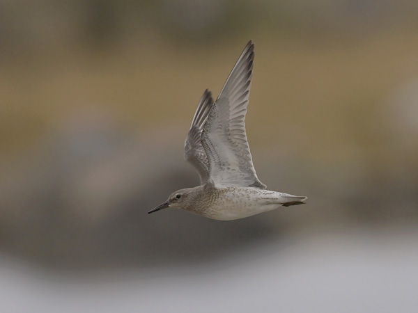 Isosirri, Red Knot, Calidris canutus