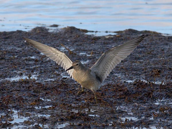 Isosirri, Red Knot, Calidris canutus
