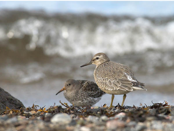 Isosirri, Red Knot, Calidris canutus
