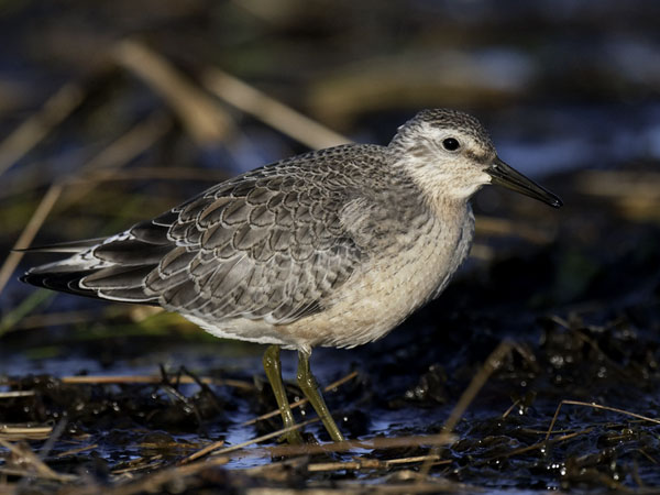 Isosirri, Red Knot, Calidris canutus