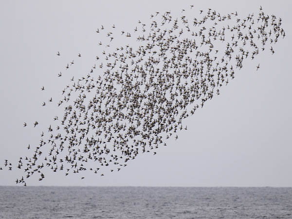 Isosirri, Red Knot, Calidris canutus