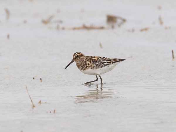 Jänkäsirriäinen, Broad-billed Sandpiper, Calidris falcinellus