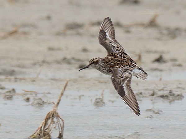Jänkäsirriäinen, Broad-billed Sandpiper, Calidris falcinellus