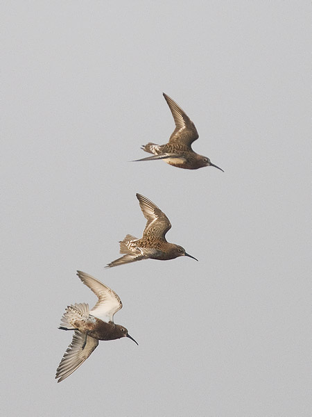 Kuovisirri, Curlew Sandpiper, Calidris ferruginea