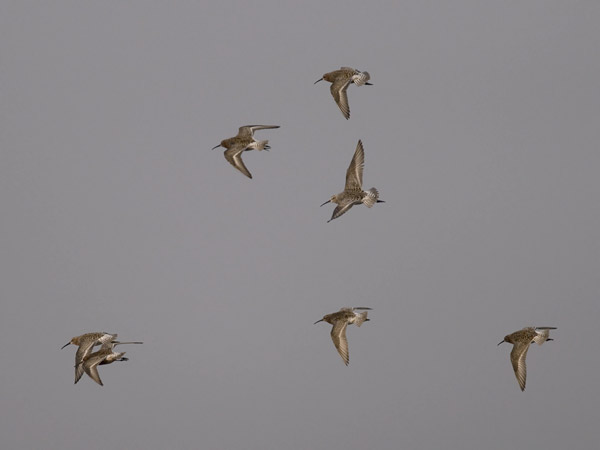 Kuovisirri, Curlew Sandpiper, Calidris ferruginea