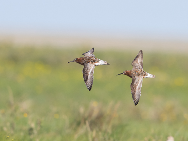 Kuovisirri, Curlew Sandpiper, Calidris ferruginea