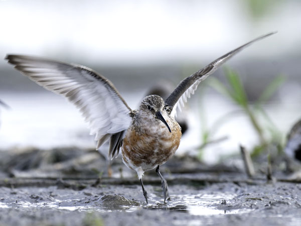 Kuovisirri, Curlew Sandpiper, Calidris ferruginea