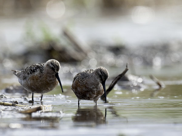 Kuovisirri, Curlew Sandpiper, Calidris ferruginea