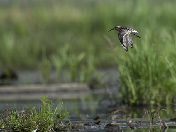 Kuovisirri, Curlew Sandpiper, Calidris ferruginea