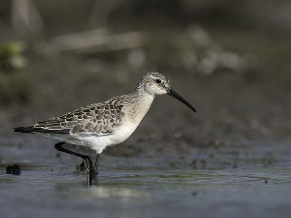 Kuovisirri, Curlew Sandpiper, Calidris ferruginea