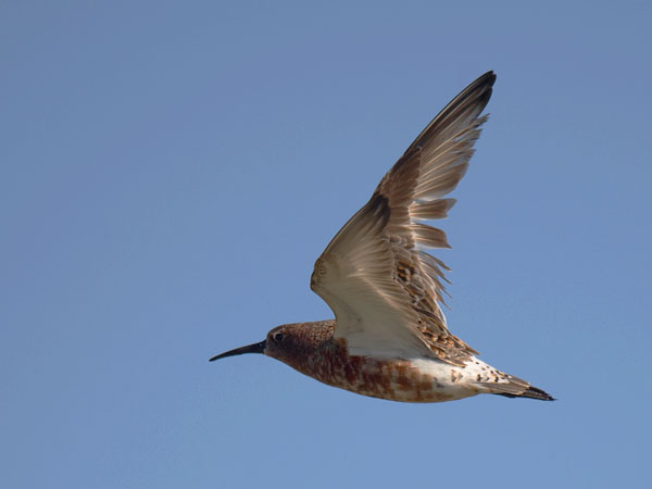 Kuovisirri, Curlew Sandpiper, Calidris ferruginea