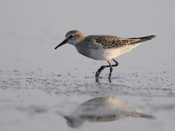 Valkoperäsirri, White-rumped Sandpiper, Calidris fuscicollis