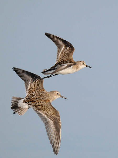 Valkoperäsirri, White-rumped Sandpiper, Calidris fuscicollis