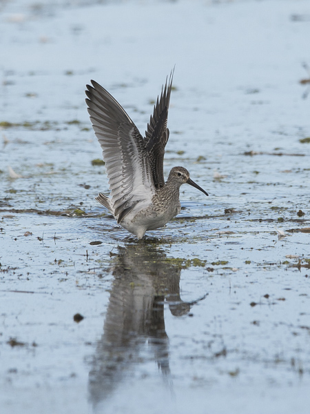 Pitkäkoipisirri, Stilt Sandpiper, Calidris himantopus