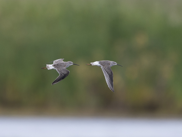 Pitkäkoipisirri, Stilt Sandpiper, Calidris himantopus