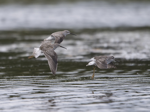 Pitkäkoipisirri, Stilt Sandpiper, Calidris himantopus