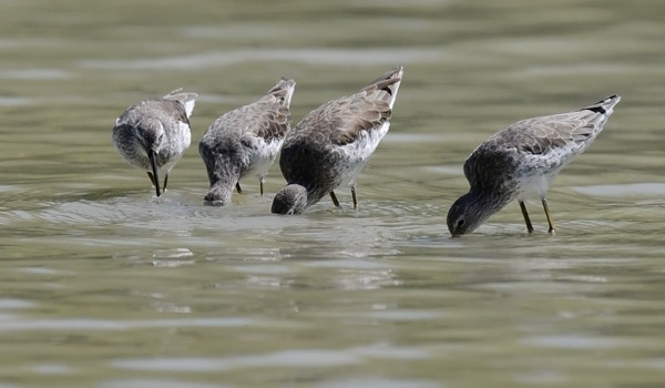 Pitkäkoipisirri, Stilt Sandpiper, Calidris himantopus