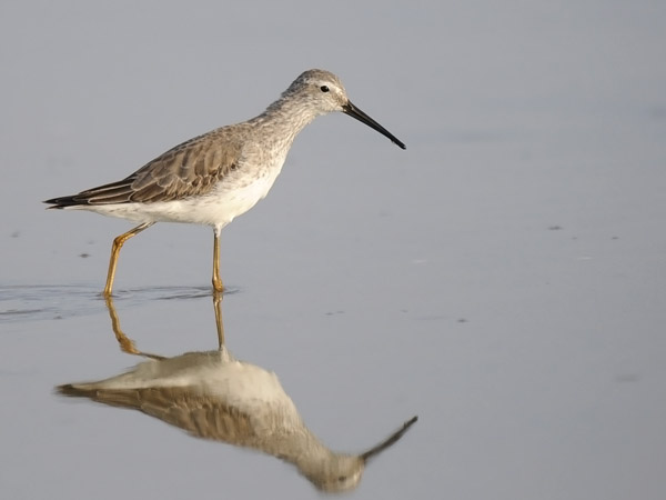 Pitkäkoipisirri, Stilt Sandpiper, Calidris himantopus