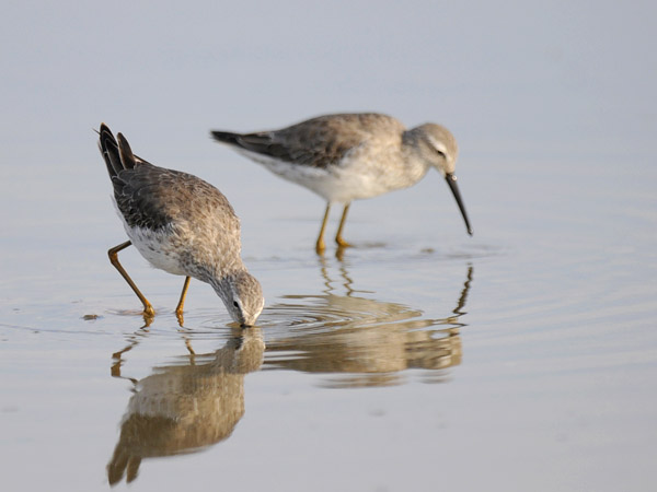 Pitkäkoipisirri, Stilt Sandpiper, Calidris himantopus